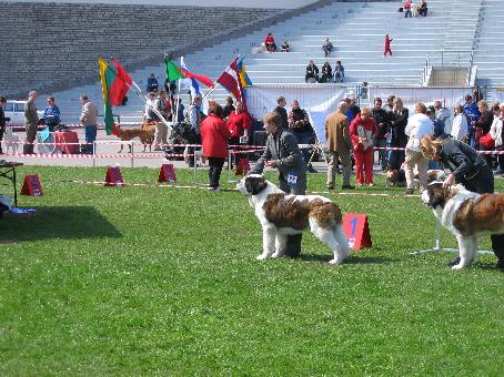 Dogshow in Tallinn